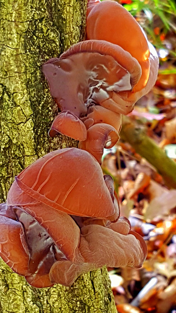 Mushrooms