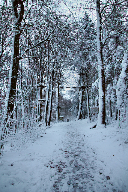 Verschneiter Weg im Waldkletterpark Langenberg (Velbert) / 9.12.2017