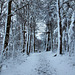 Verschneiter Weg im Waldkletterpark Langenberg (Velbert) / 9.12.2017