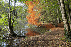 L'automne aux étangs.