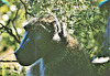 Macaco cão
