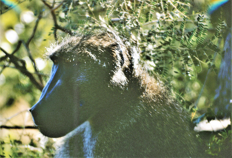 Macaco cão