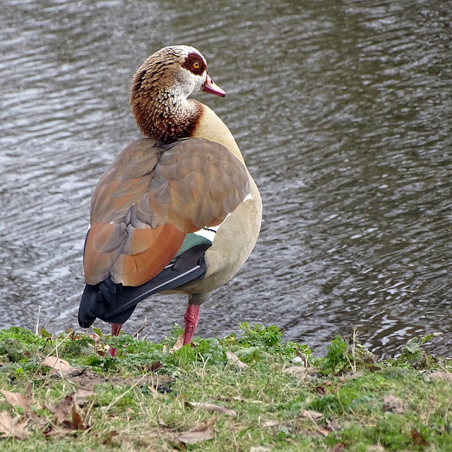 Blickling goose