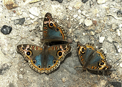 IMG 2744-CR3 DxO DeepPRIME -1Butterfliesv3