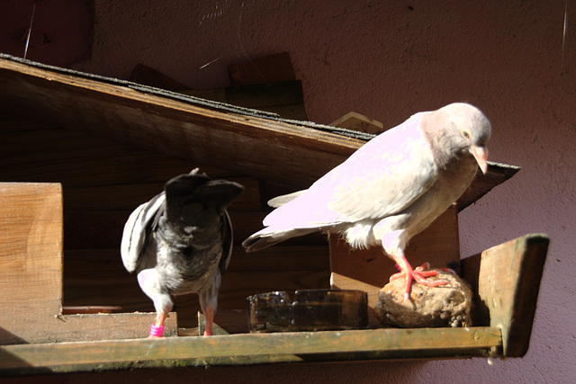 la résidence secondaire des pigeons