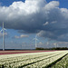 Tulip fields in the Flevopolder, Netherlands...