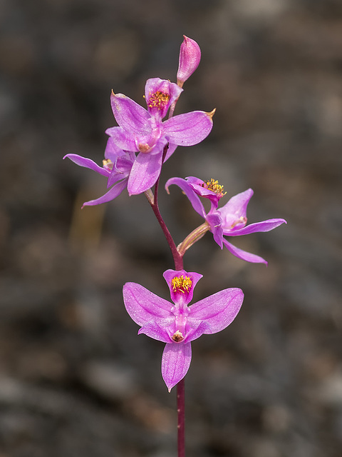 Calopogon multiflorus (Manyflowered Grass-pink orchid)