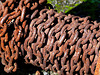 Rusty Chain