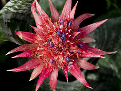 Aechmea fasciata