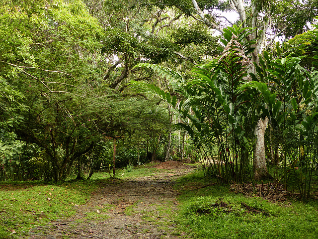 A trail at Asa Wright Nature Centre, Trinidad