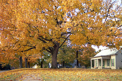 Fall Tree 1997