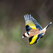 Goldfinch in flight