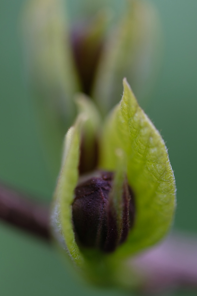 DSCF4747