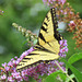 Canadian Swallowtail