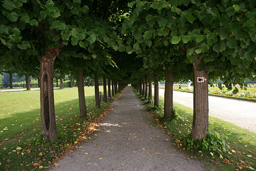 Under The Trees At Schloss Augustusburg