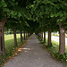 Under The Trees At Schloss Augustusburg
