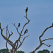 A Cormorant tree!