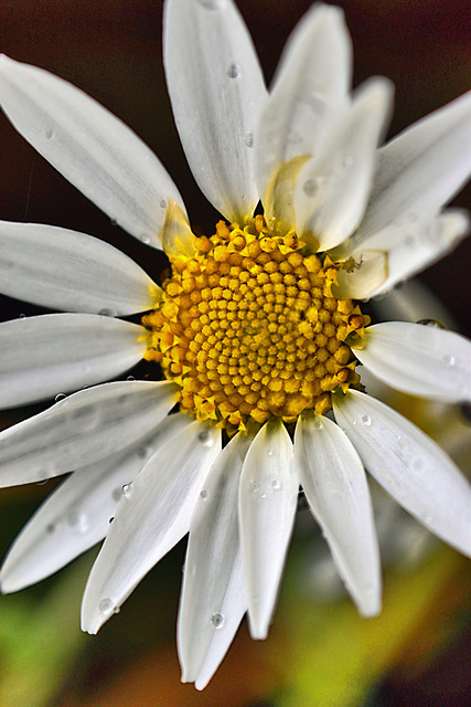 Daisy Spirals HDR