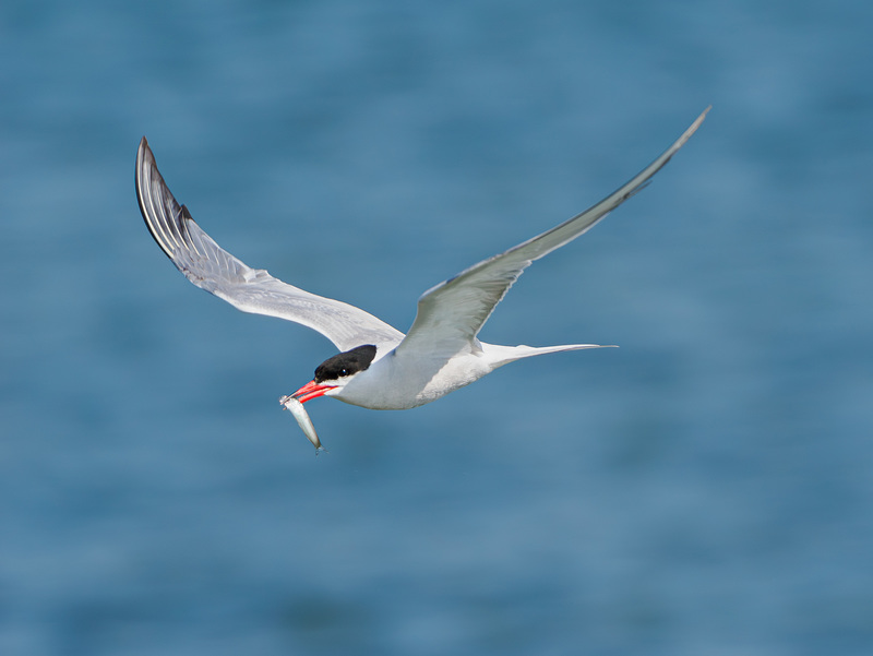 Common Tern