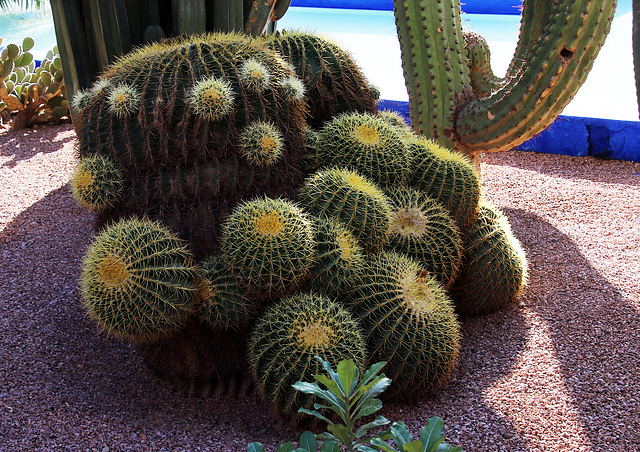 La famille hérisson dans le Jardin Majorelle . La maman allaite ses choupissons , sous le regard attendri du papa .