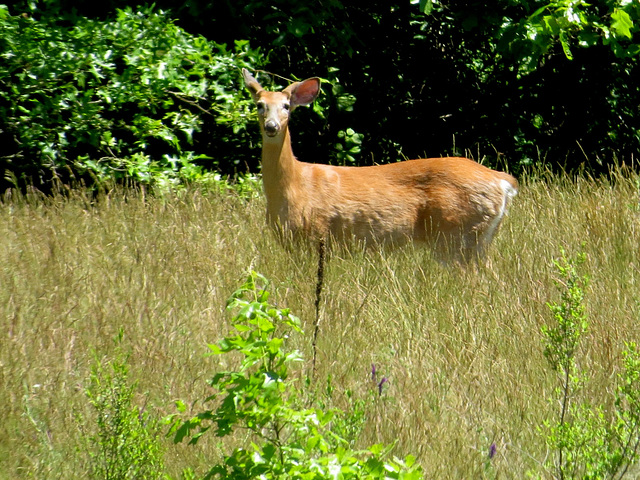 Whitetail buck.