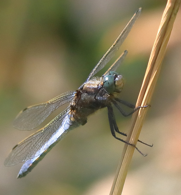 EOS 90D Peter Harriman 12 02 06 12247 blackTailedSkimmer dpp