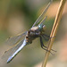 EOS 90D Peter Harriman 12 02 06 12247 blackTailedSkimmer dpp