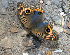 IMG 2754-CR3 DxO DeepPRIME -1Butterflyv3