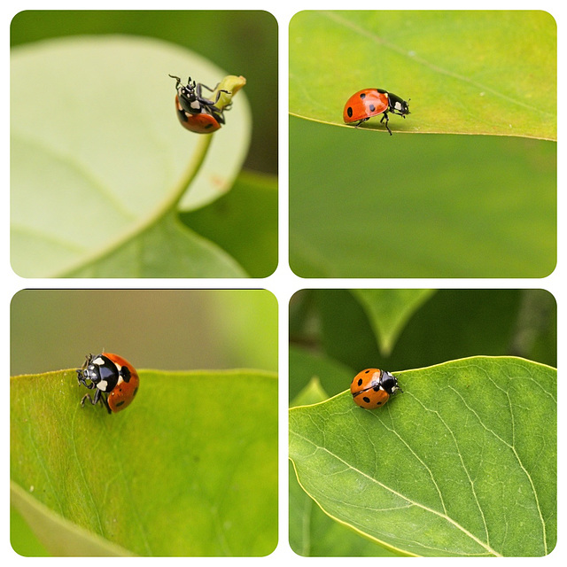 Ladybird