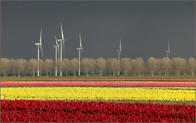 Wowww... Tulips and bad Weather!