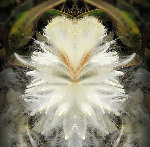 Milkweed seeds