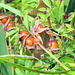 Rosehips make an excellent jam I enjoy on buttered toast.