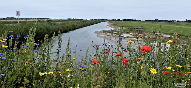 Bike Netherlands/  Texel  1x PiP