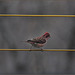 Raspberry finch