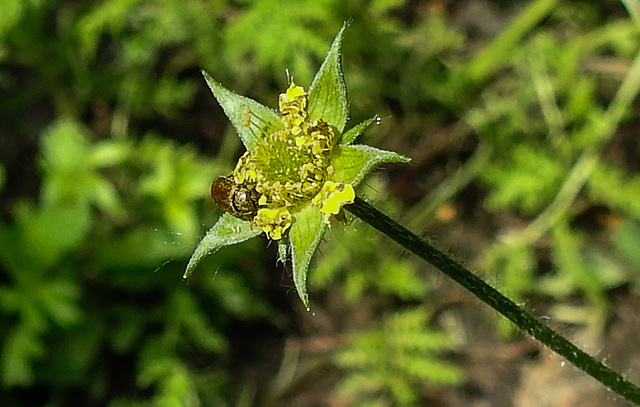 20210605 0434CPw [D~LIP] Echte Nelkenwurz (Geum urbanum), Käfer, Bad Salzuflen