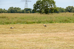 Animal Park Rheinauer Wald