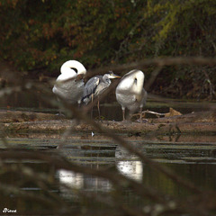 Héron en garde à vue