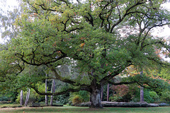 Arboretum des Grandes Bruyères , chêne rouvre de plus de 200 ans , classé arbre remarquable Arboretum des Grandes Bruyères , chêne rouvre de plus de 200 ans , classé arbre remarquable