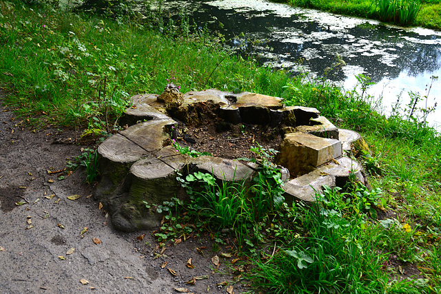 Tree stump