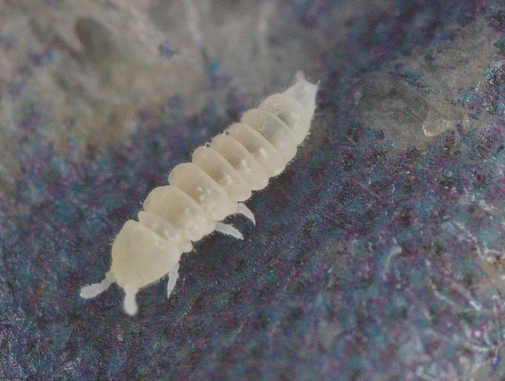 IMG 0613springtail