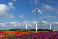 It was Tulip time again in the Netherlands...