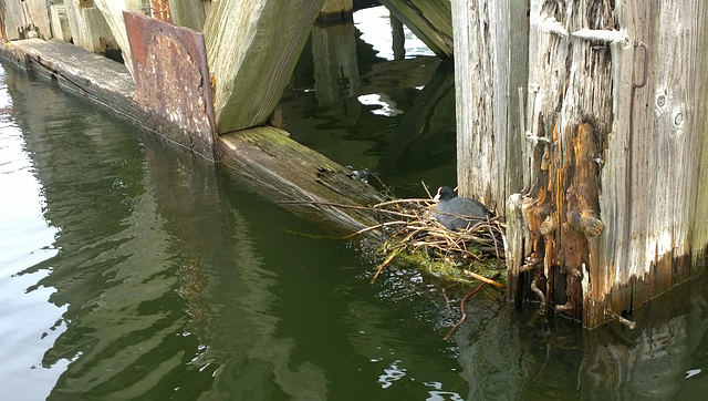 Coots nest