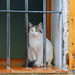 Der Zaun und die Katze