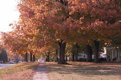 Fall Tree 1987