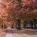 Fall Tree 1987