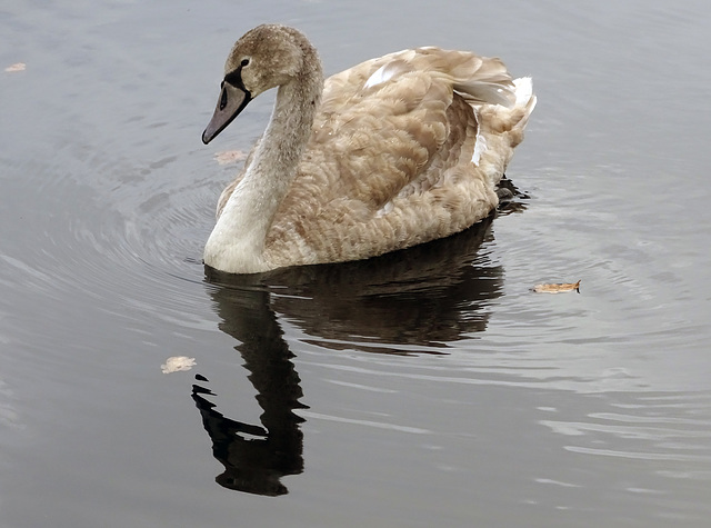 "A swan? Me, a swan? Aw, go on!"