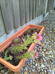 Sempervivum flowering