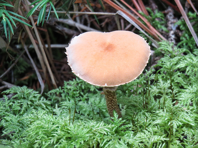 Mushroom - is this Cystoderma cinnabarinum?