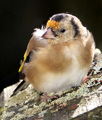 Young Goldfinch