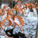 Buchenblätter mit Schnee